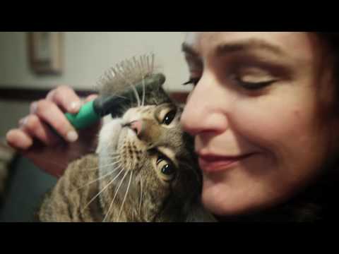 Mark Steyn - cat video