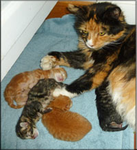baby kittens with mother cat