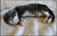 dead newborn kitten