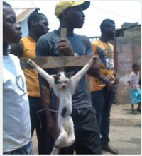 Muslims crucify cat